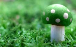 green_mushroom.jpg